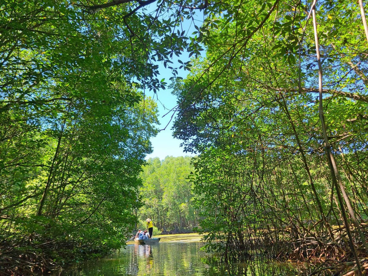 芹蒢一日遊｜Vàm Sát 紅樹林生態探險 × 綠色秘境之旅